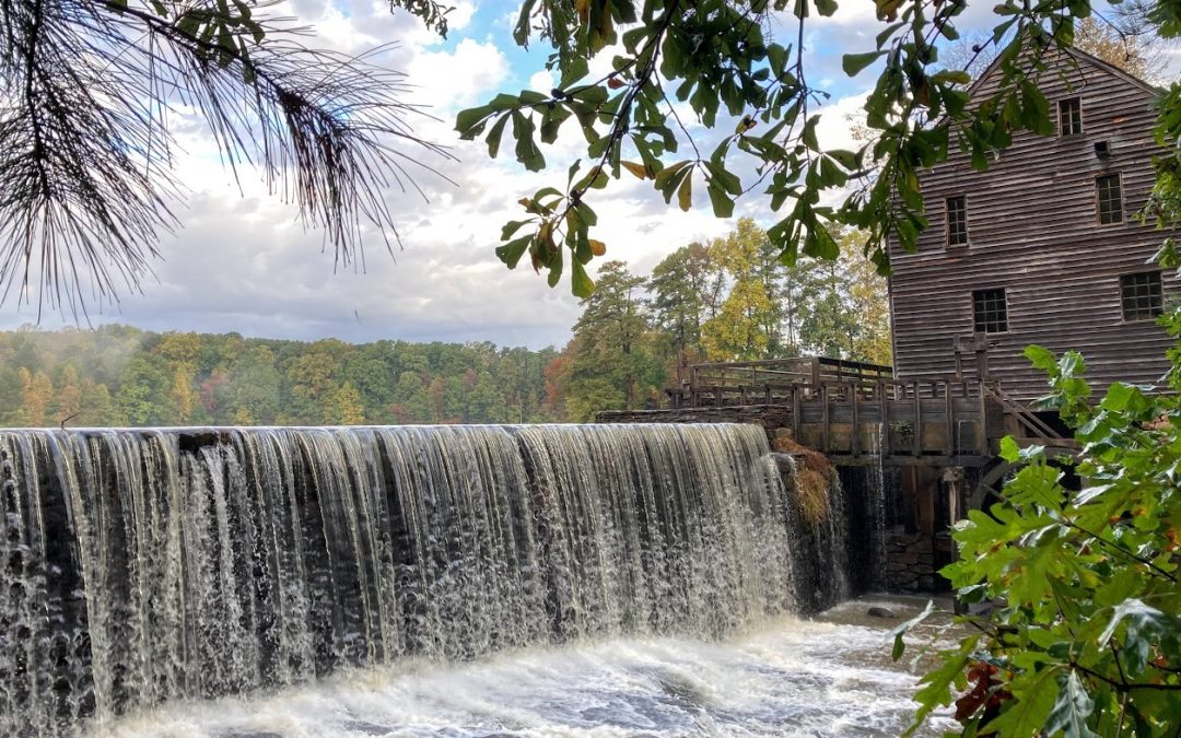 A Sanctuary in the City: The Wonders of Historic Yates Mill County Park