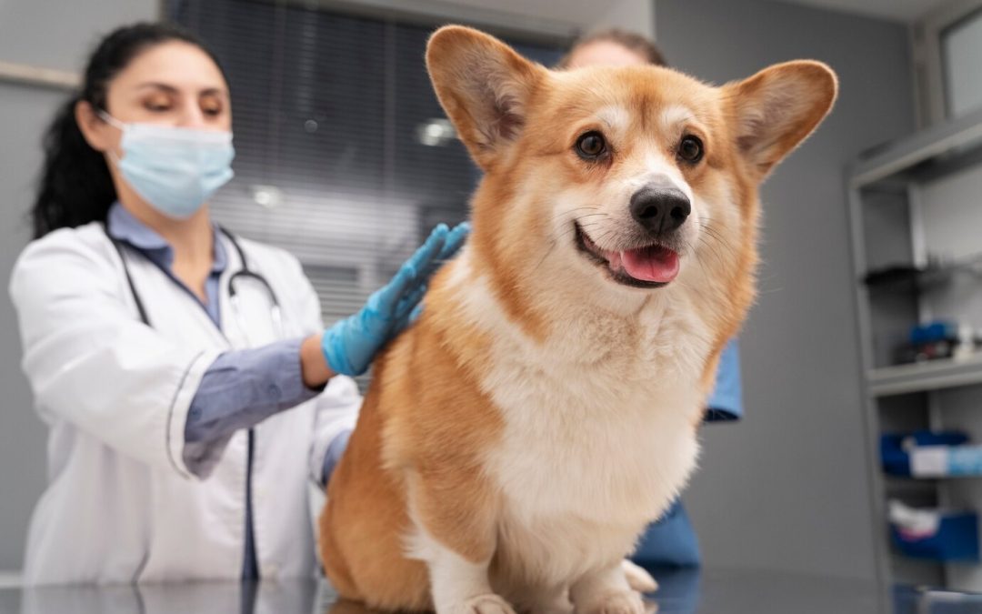 Protect Your Pet: Rabies Vaccination and Microchipping Event in Raleigh