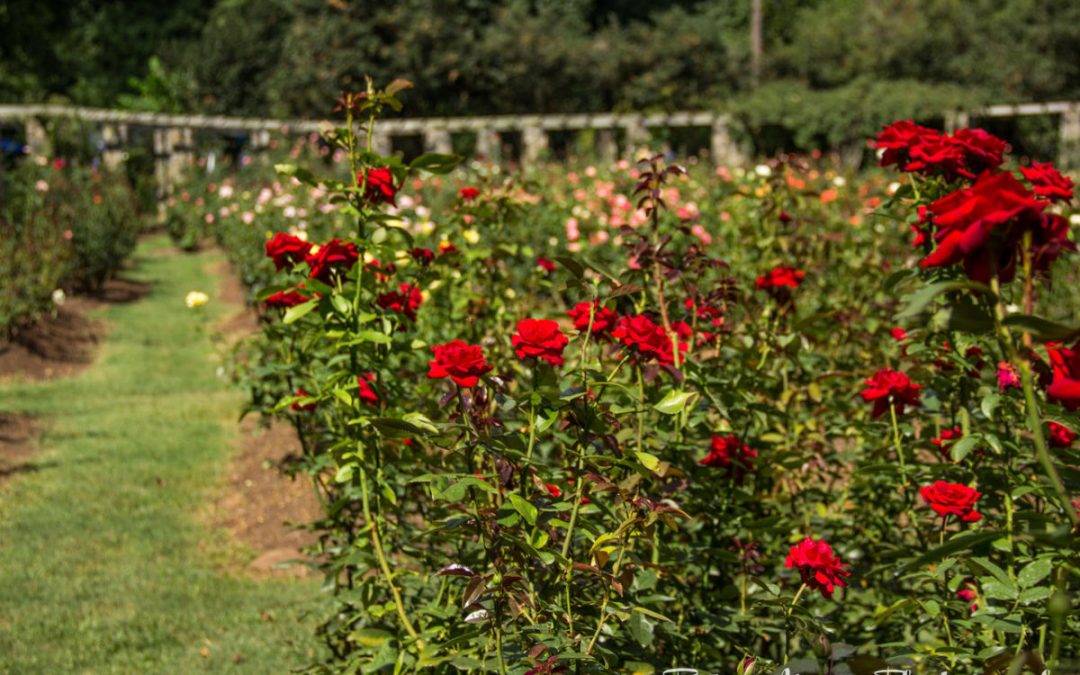 The Timeless Beauty of The Raleigh Rose Garden: A Floral Haven in West Raleigh