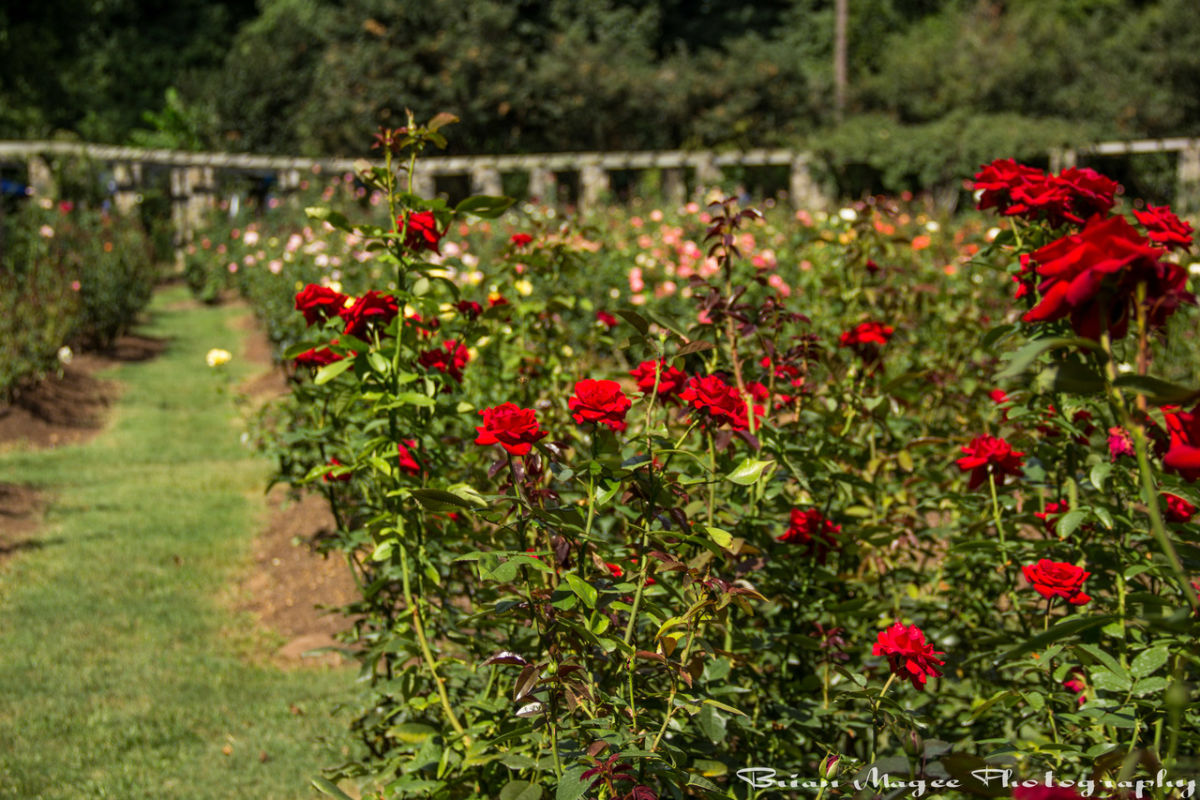 The Raleigh Rose Garden in West Raleigh, NC